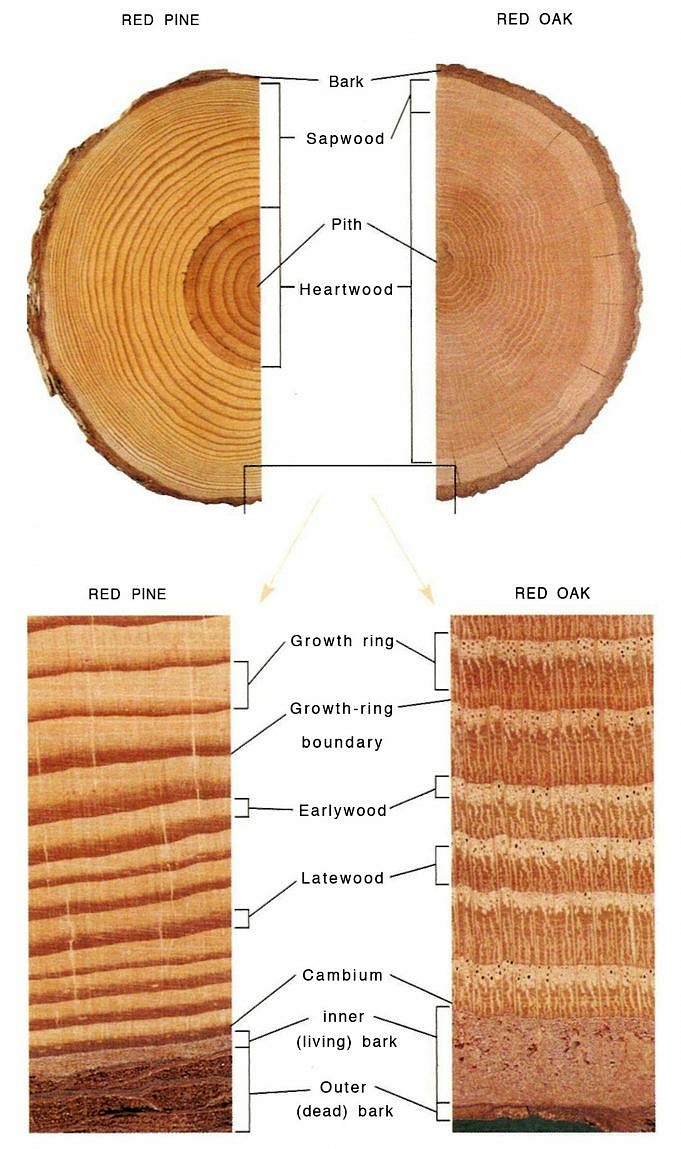 Is Pine A Hardwood Or A Softwood?